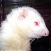 Photo de Furet