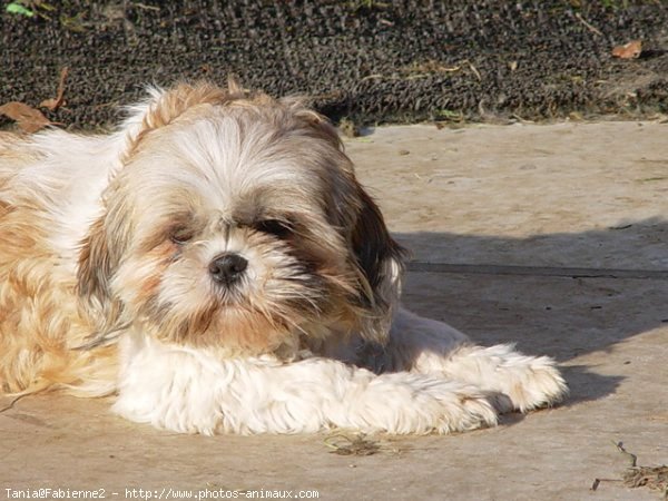 Photo de Shih tzu