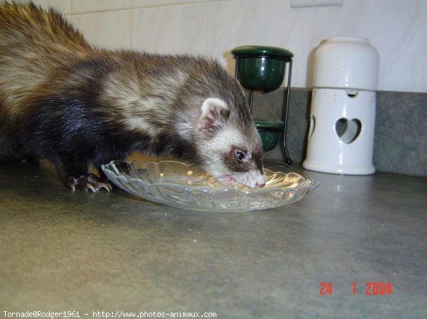 Photo de Furet