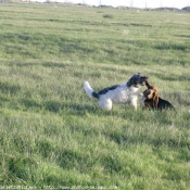 Photo de Basset hound