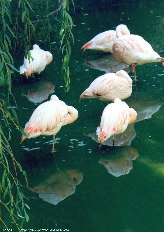 Photo de Flamand rose