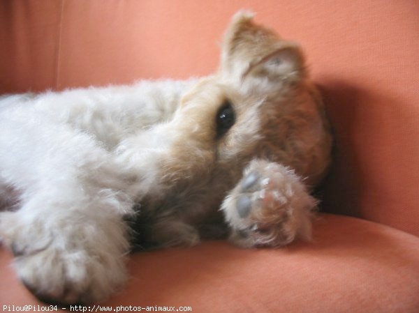 Photo de Fox terrier  poil dur