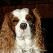 Photo de Cavalier king charles spaniel