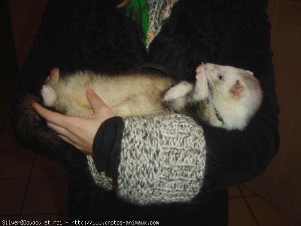 Photo de Furet