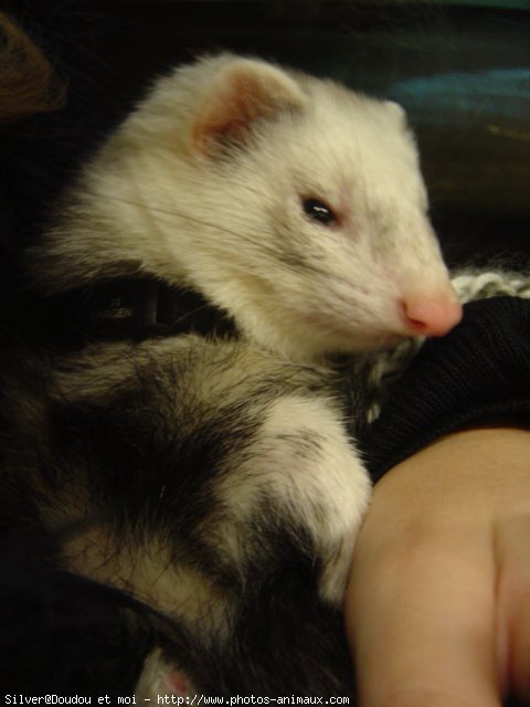 Photo de Furet