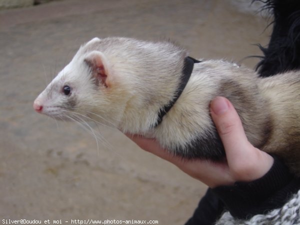 Photo de Furet