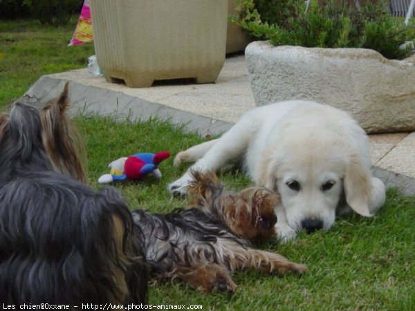 Photo de Golden retriever