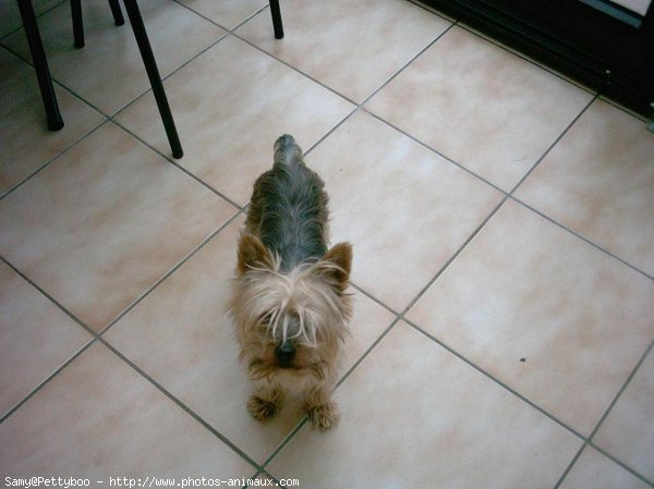 Photo de Yorkshire terrier