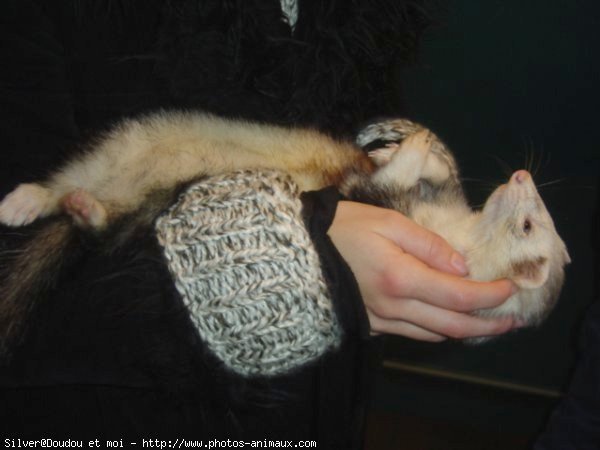 Photo de Furet