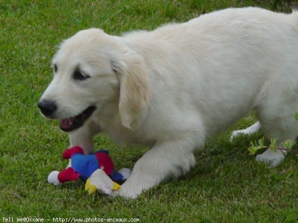 Photo de Golden retriever