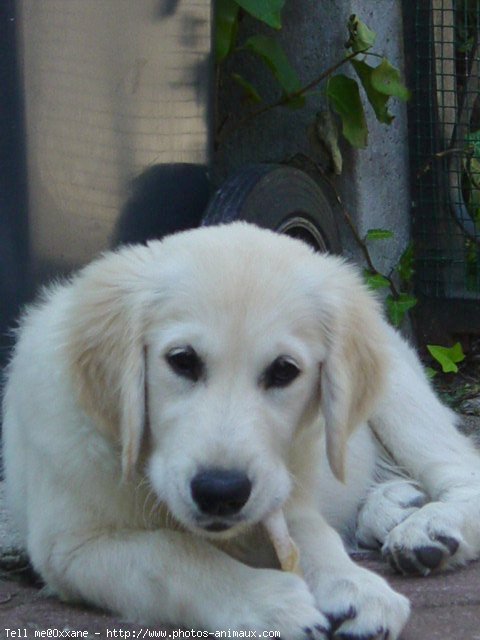 Photo de Golden retriever