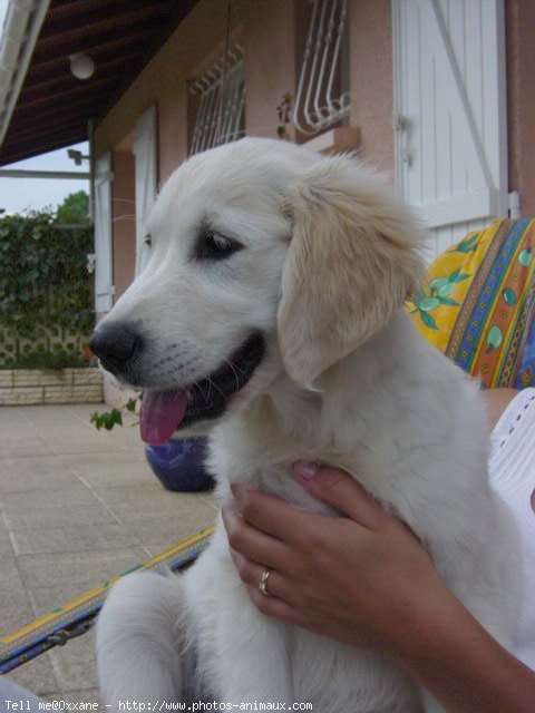 Photo de Golden retriever