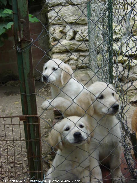 Photo de Golden retriever