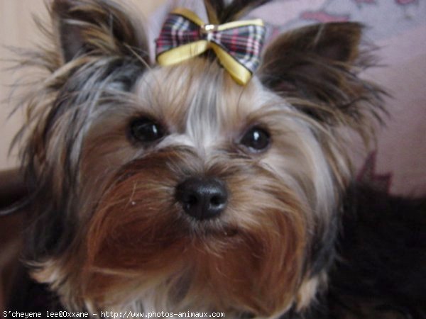 Photo de Yorkshire terrier