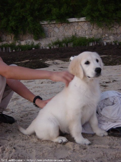 Photo de Golden retriever