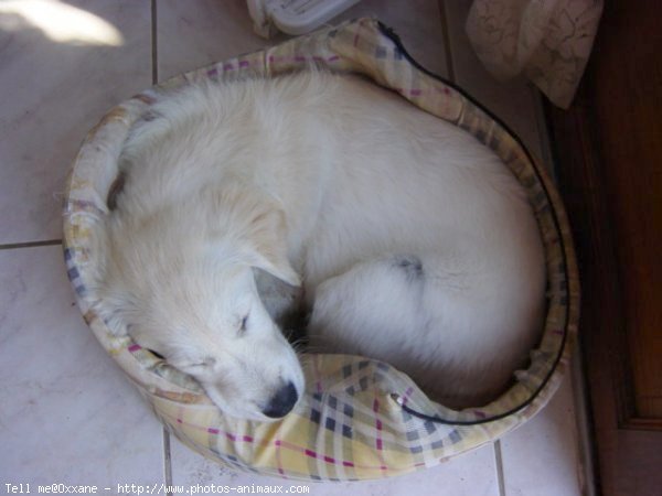 Photo de Golden retriever