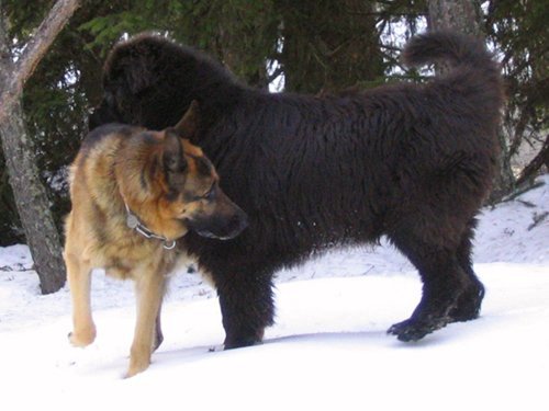 Photo de Chien de terre-neuve