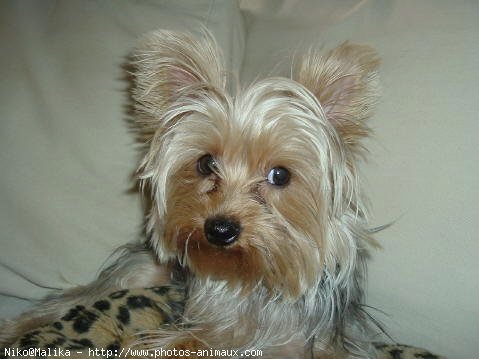 Photo de Yorkshire terrier