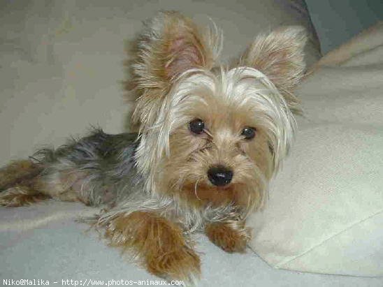 Photo de Yorkshire terrier