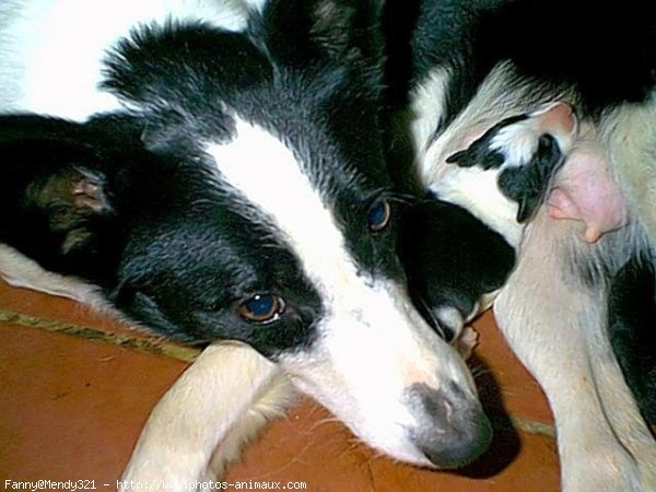 Photo de Border collie