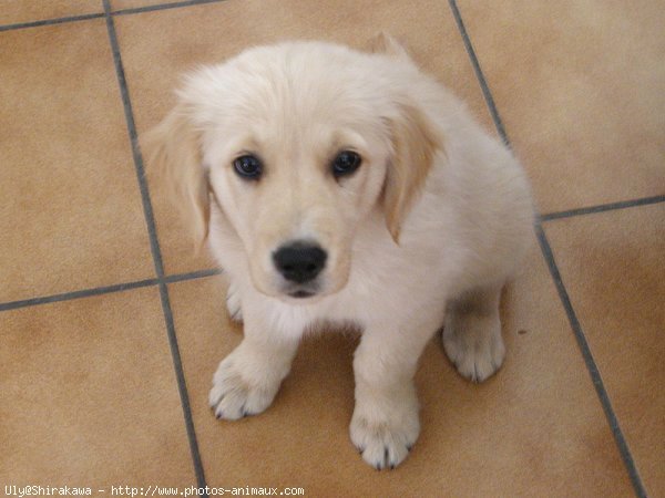 Photo de Golden retriever