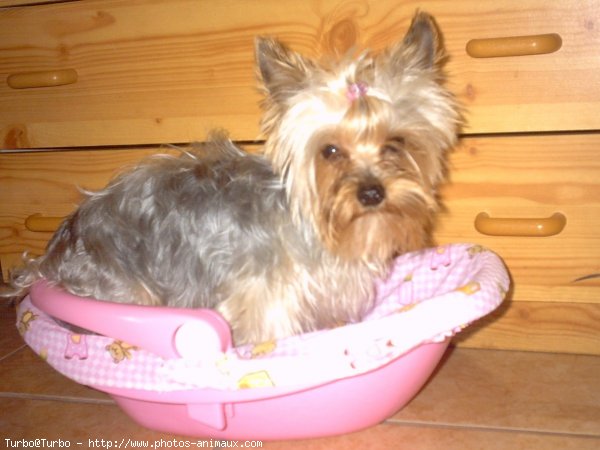 Photo de Yorkshire terrier