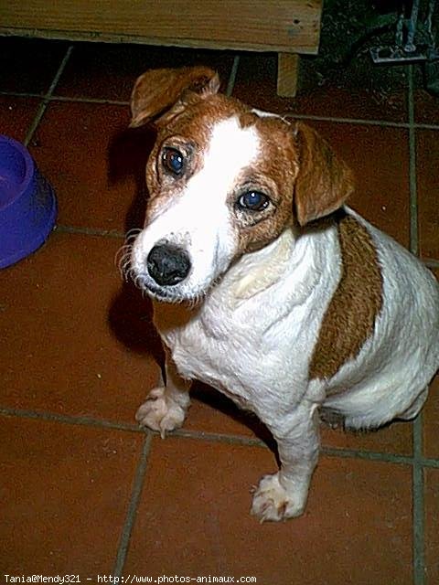 Photo de Jack russell terrier