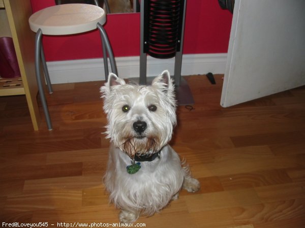 Photo de West highland white terrier