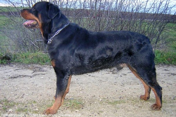 Photo de Rottweiler