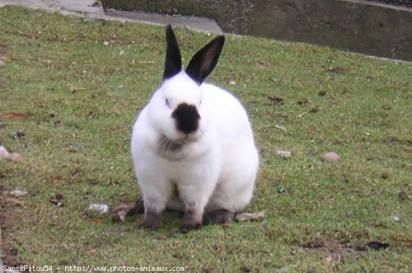 Photo de Lapin