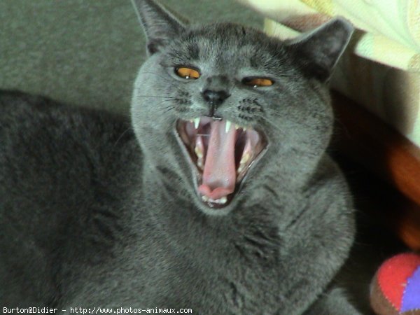 Photo de Chartreux