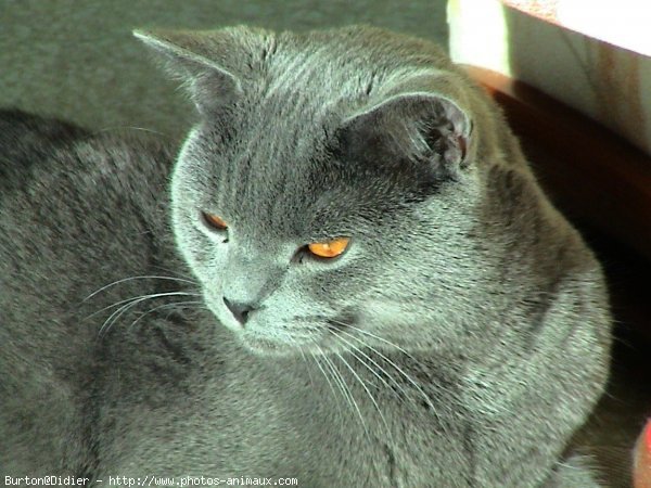 Photo de Chartreux