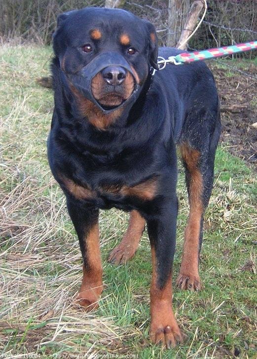 Photo de Rottweiler