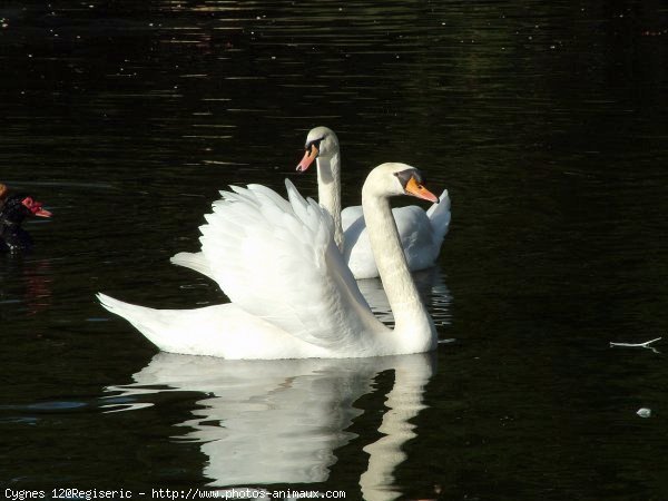 Photo de Cygne