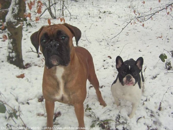 Photo de Races diffrentes