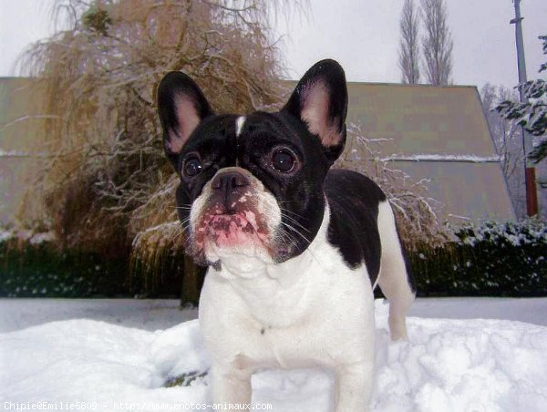 Photo de Bouledogue franais