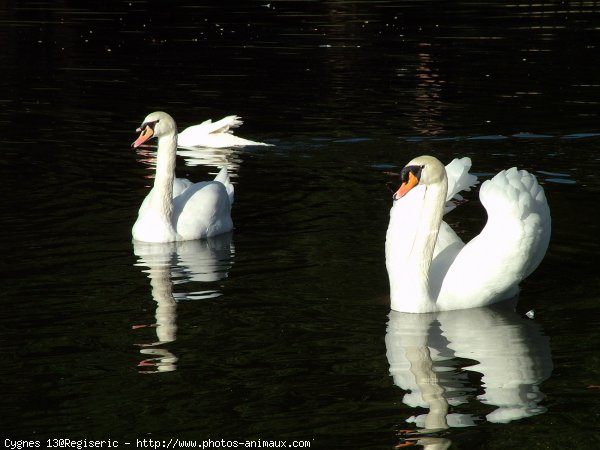 Photo de Cygne