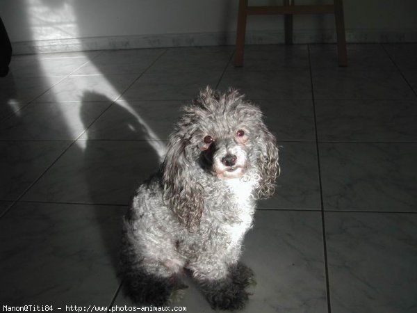 Photo de Caniche moyen