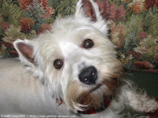 Photo de West highland white terrier