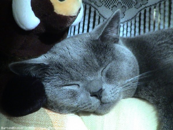 Photo de Chartreux