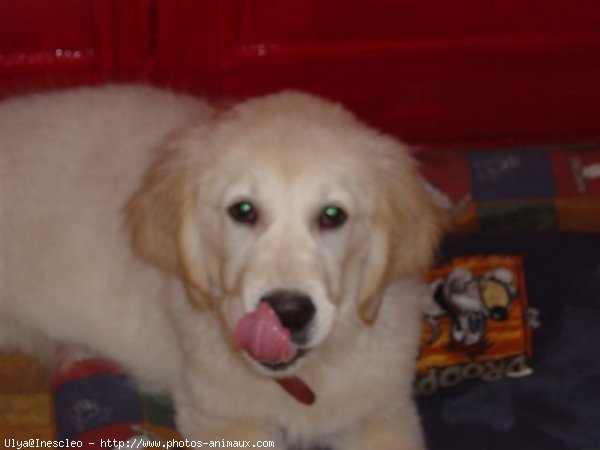 Photo de Golden retriever