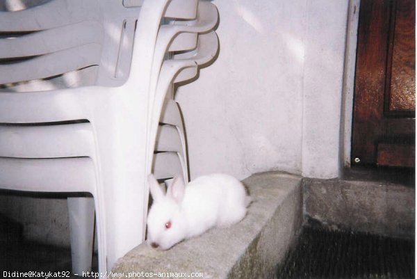 Photo de Lapin