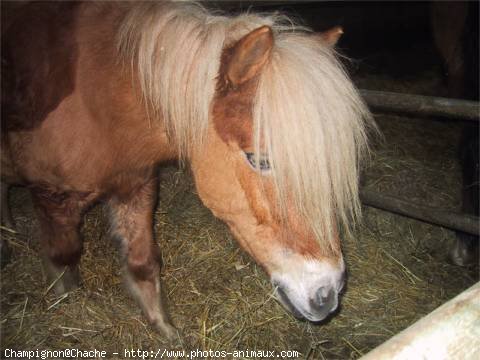 Photo de Races diffrentes