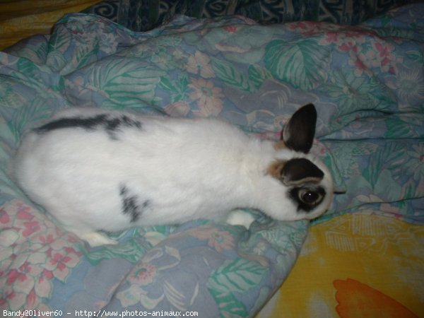 Photo de Lapin