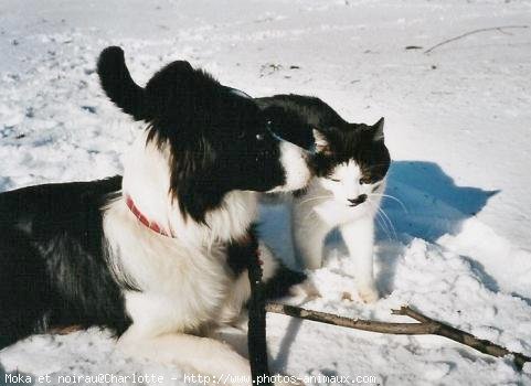 Photo de Border collie