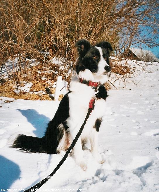 Photo de Border collie