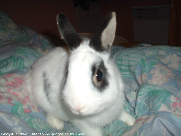 Photo de Lapin