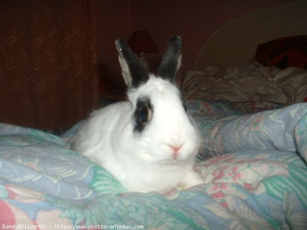 Photo de Lapin