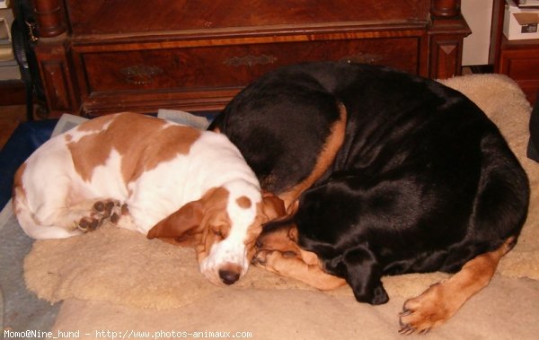 Photo de Basset hound