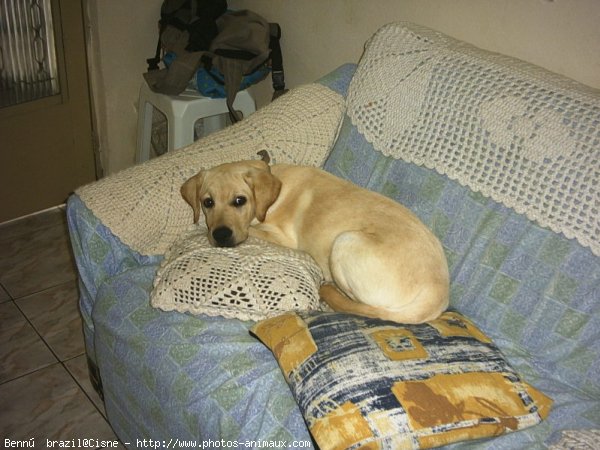 Photo de Golden retriever